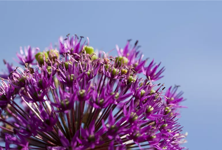 Allium aflatunense