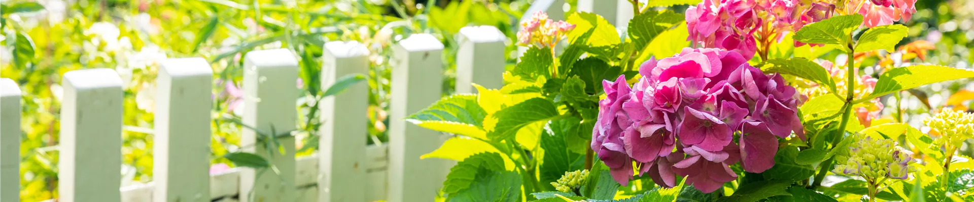 Hortensie am Zaun Hortensie am Zaun