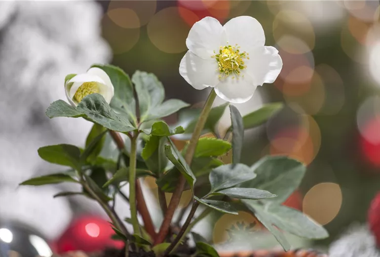 Helleborus niger
