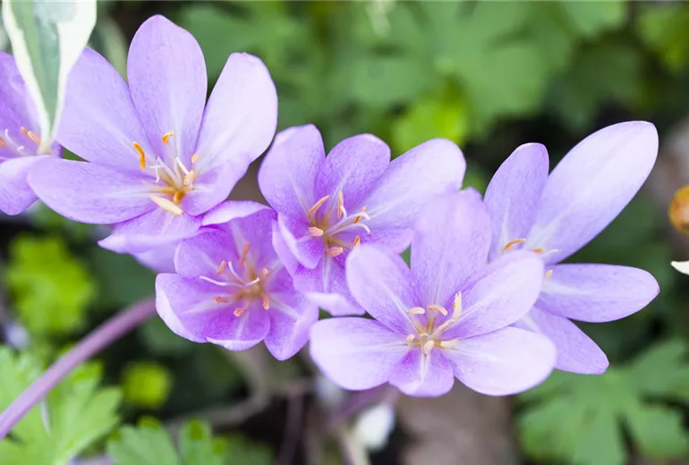 Colchicum autumnale