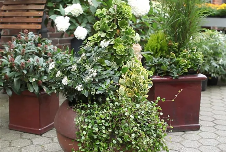 Blumenkübel - Dauerhafte Bepflanzung (Anleitung - 8)