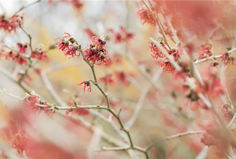 Hamamelis mollis 'Feuerzauber'