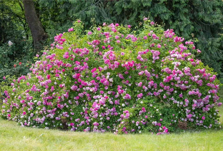 Wildrose