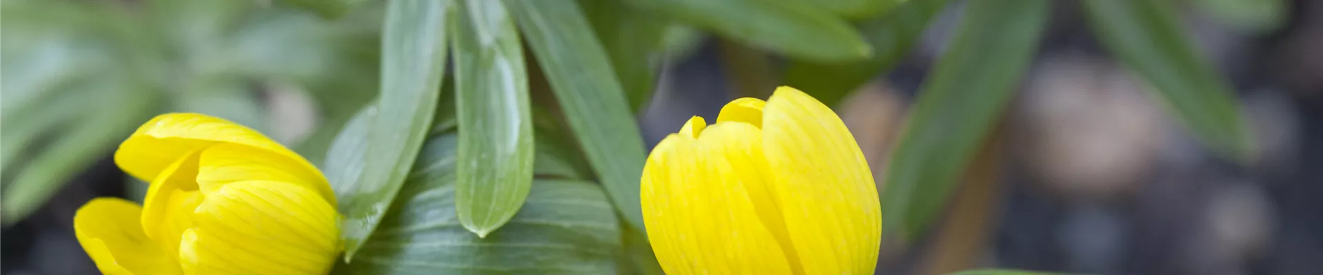 Eranthis hyemalis