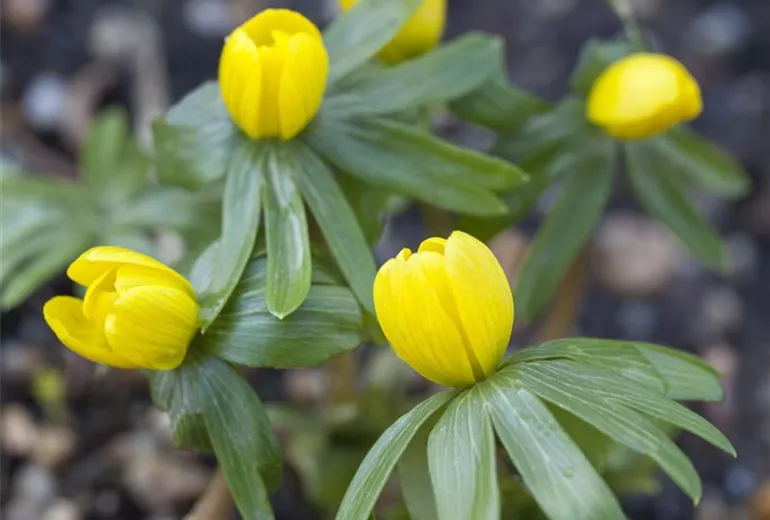 Eranthis hyemalis