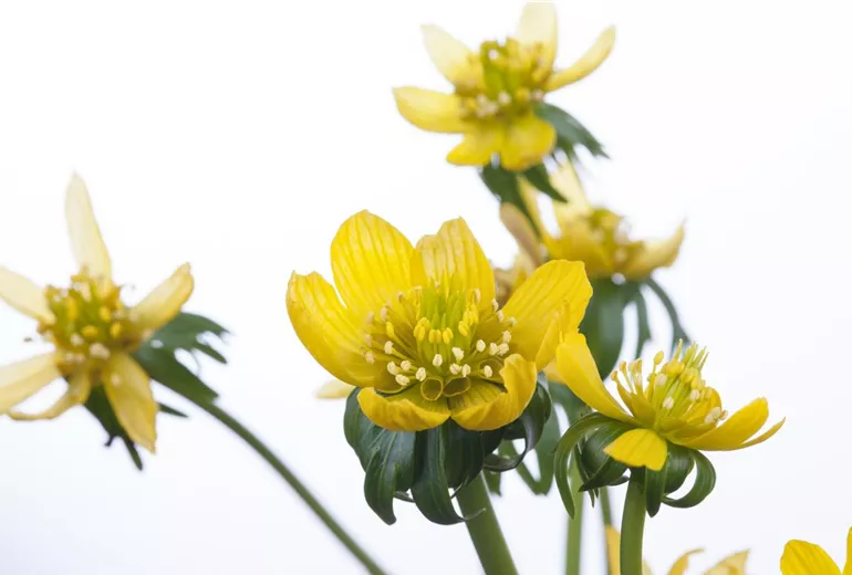 Eranthis hyemalis