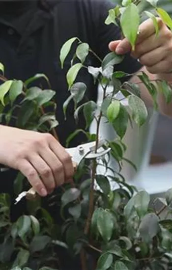 WORKSHOP: Zimmerpflanzentag
