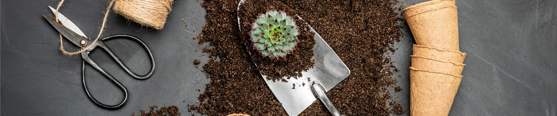 Erde: Hauswurz einpflanzen Erde: Hauswurz einpflanzen