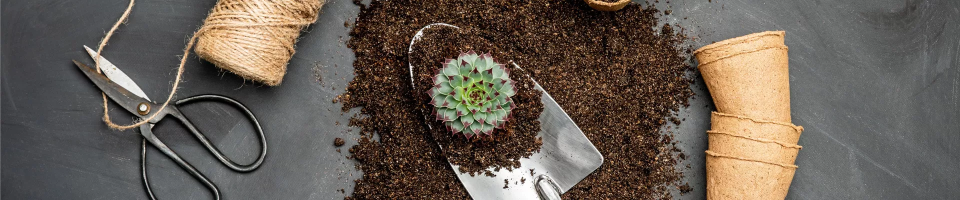 Erde: Hauswurz einpflanzen