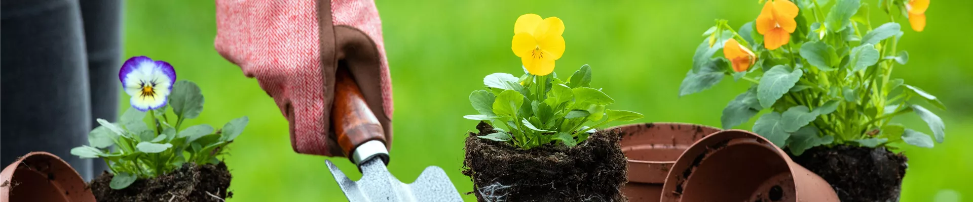 Erde - Hornveilchen einpflanzen Erde - Hornveilchen einpflanzen
