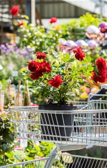 WORKSHOP: Unternehmensstrategie