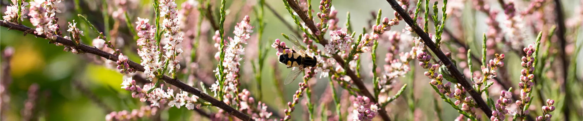 Tamarix parviflora Tamarix parviflora