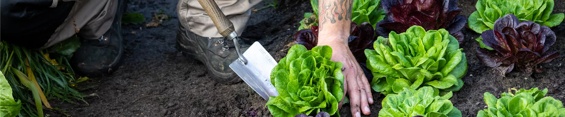 Gartengeräte - Salat ausstechen Gartengeräte - Salat ausstechen