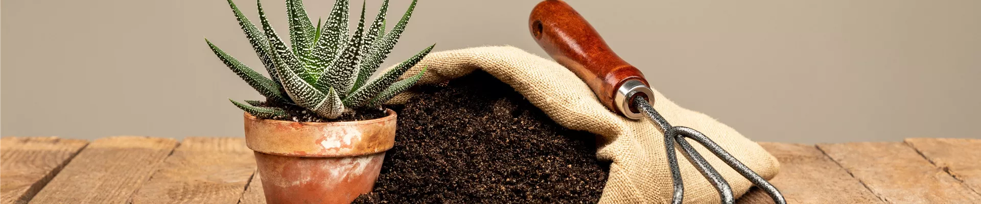 Erde im Jutesack mit Sukkulente Erde im Jutesack mit Sukkulente