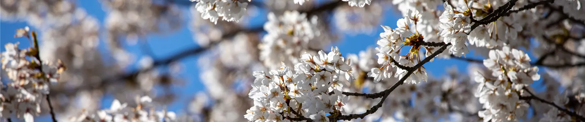 Kirschblüte Kirschblüte