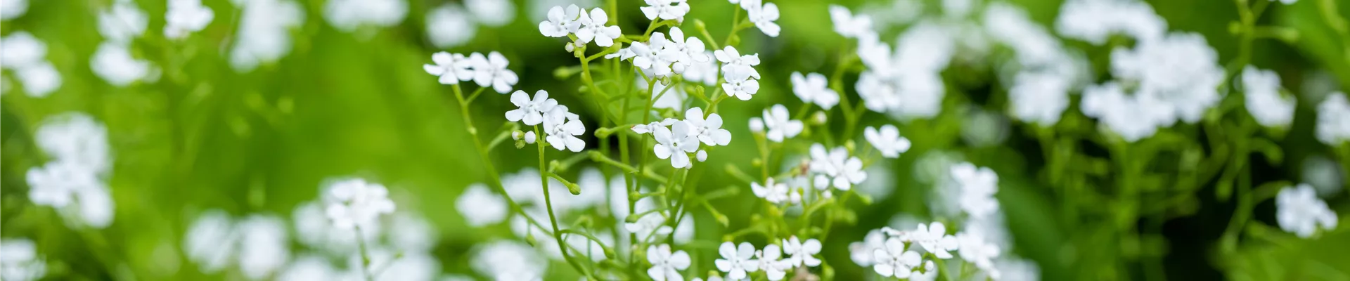 Brunnera macrophylla 'Betty Bowring' Brunnera macrophylla 'Betty Bowring'