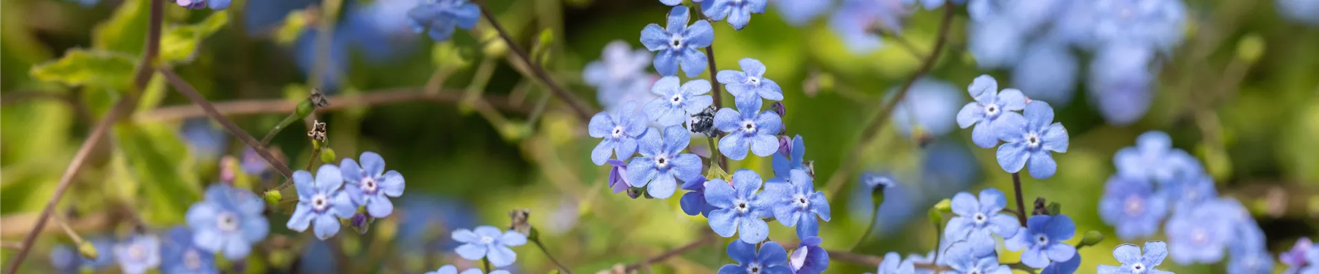 Brunnera macrophylla 'Alexander´s Great' Brunnera macrophylla 'Alexander´s Great'