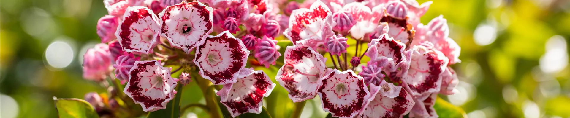 Kalmia latifolia 'Bandeau' Kalmia latifolia 'Bandeau'