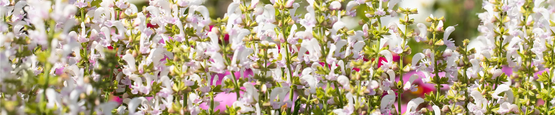 Salvia nemorosa Color Spires® 'Azure Snow'