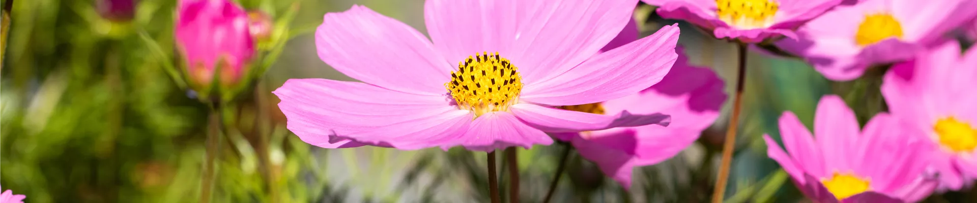 Cosmos bipinnatus 'Sonata Pink Blush'