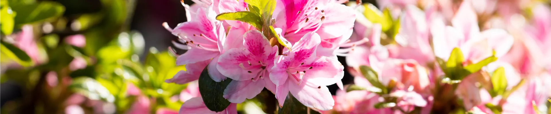 Rhododendron obtusum 'Kermesina Rose'