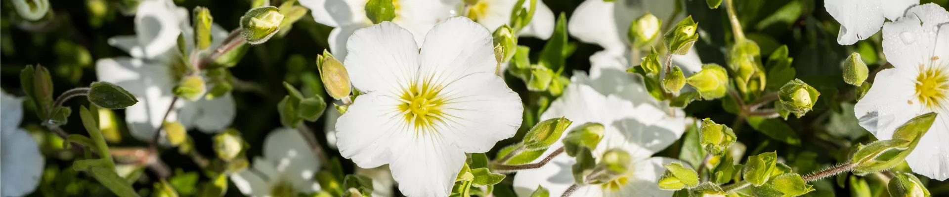 Arenaria montana Arenaria montana