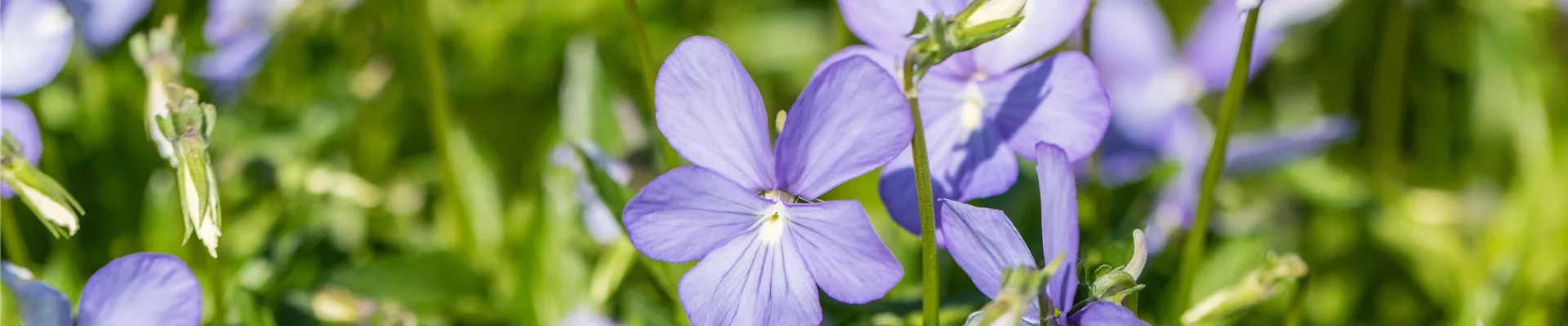 Viola cornuta 'Boughton Blue' Viola cornuta 'Boughton Blue'