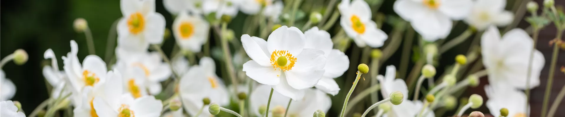 Anemone japonica 'Honorine Jobert' Anemone japonica 'Honorine Jobert'