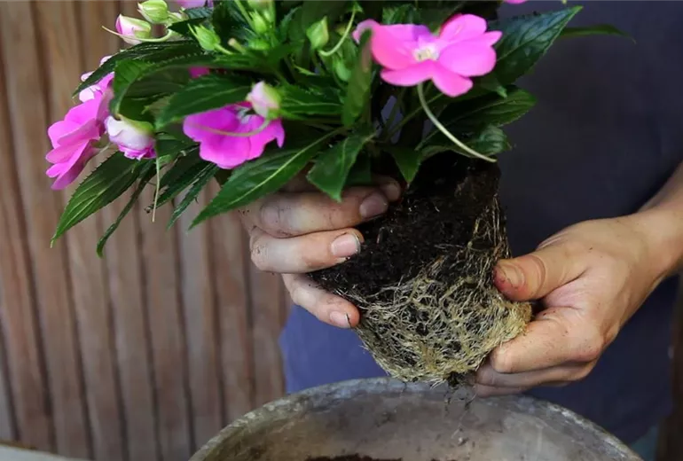 Edellieschen - Einpflanzen in ein Gefäß (3)
