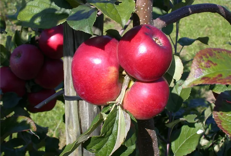 Malus domestica 'Lane´s Prince Albert'