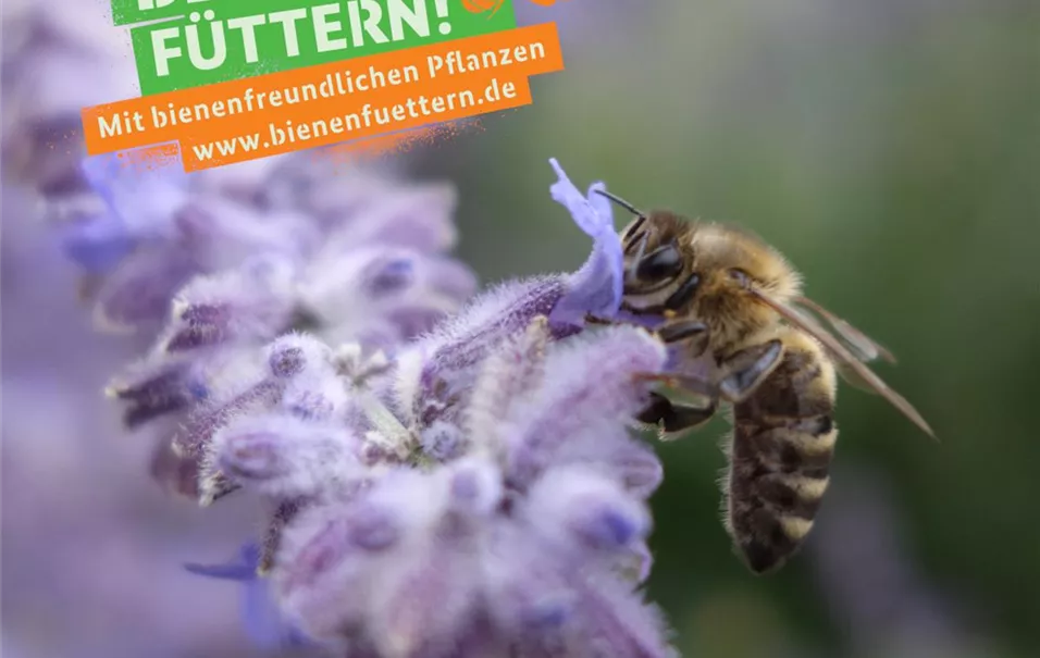 Anlage 5.1_Motiv1_Bienen_Füttern_BMEL_Sharepics Partnerkommunikation.JPG