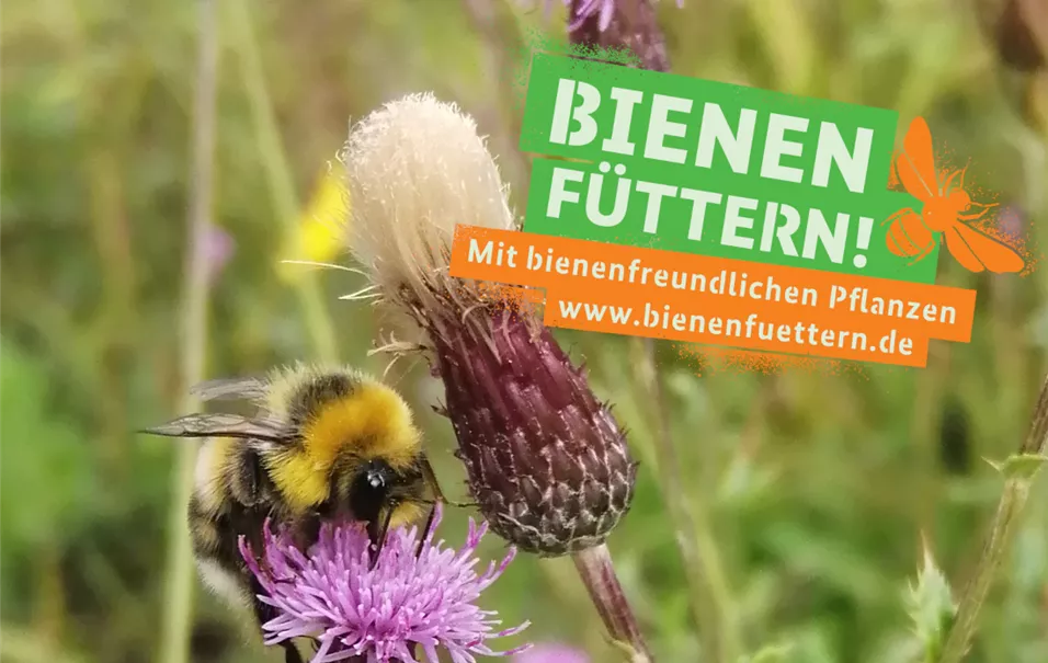 Anlage 6.1_Motiv2_Bienen_Füttern_BMEL_Sharepics Partnerkommunikation.jpg