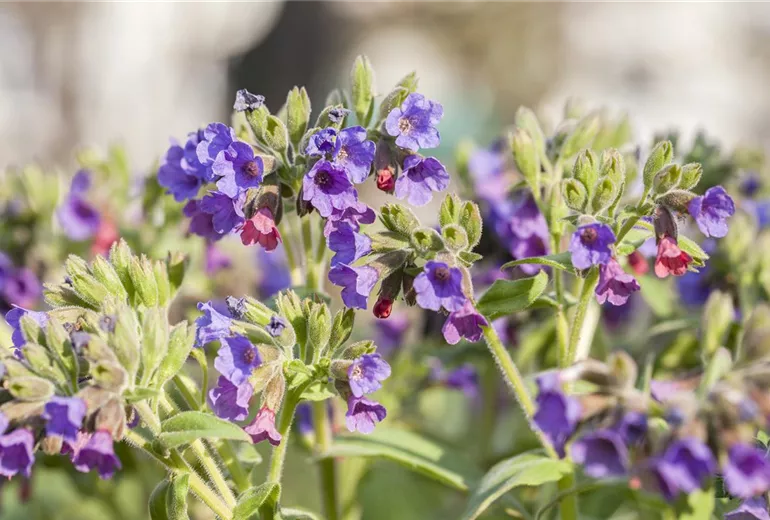 Pulmonaria mollis