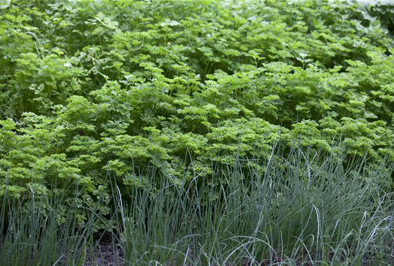 Petroselinum crispum