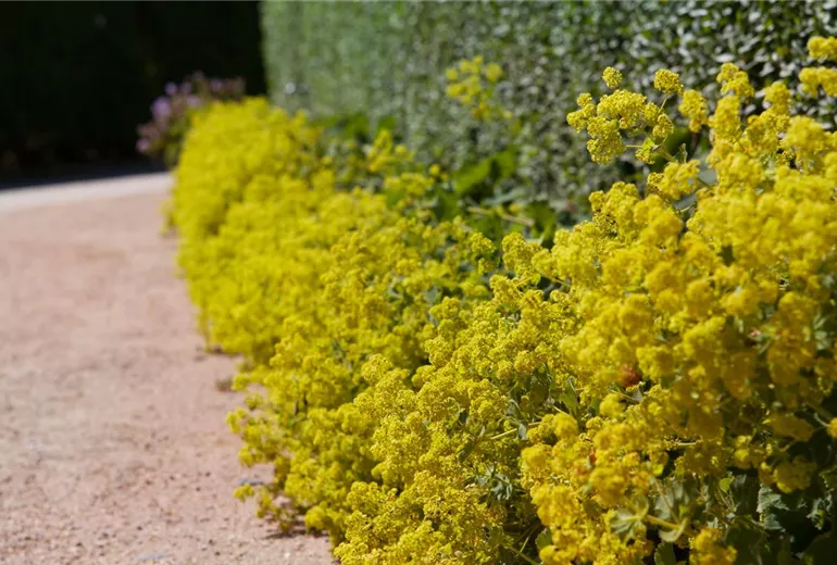 Alchemilla xanthochlora