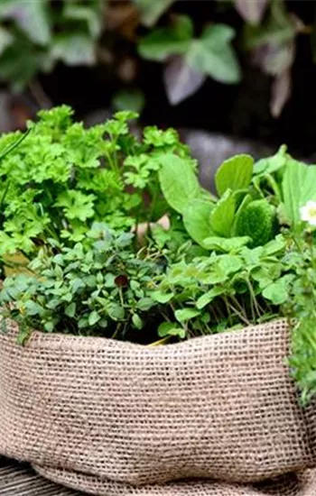 WORKSHOP: Gemüse-/Kräutertag