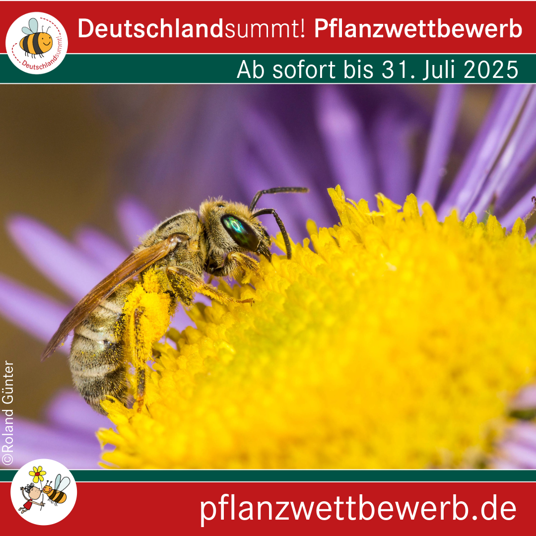 Pflanzwettbewerb2025_1zu1 (5).png