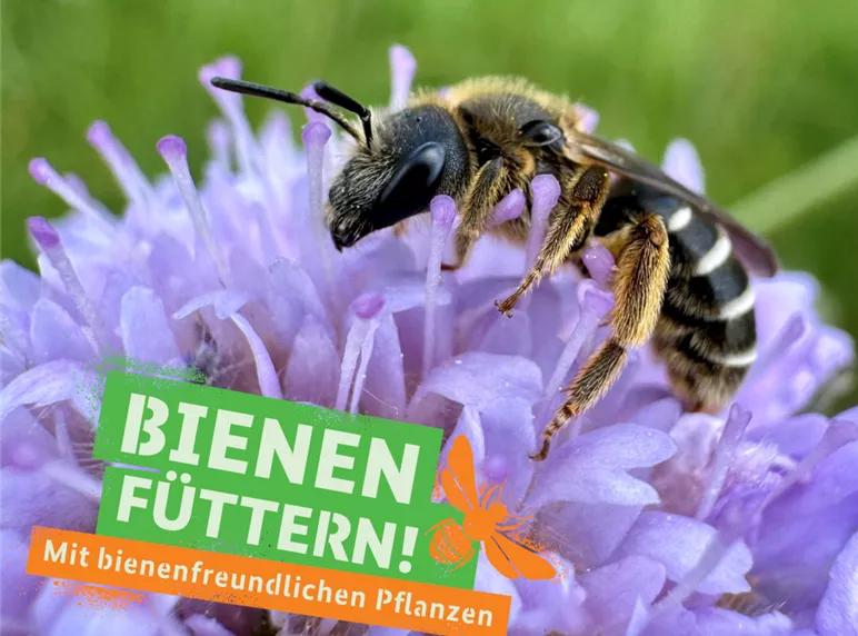 Anlage 4.4_Motiv2_Bienen_Füttern_BMEL_Sharepics Partnerkommunikation.jpg