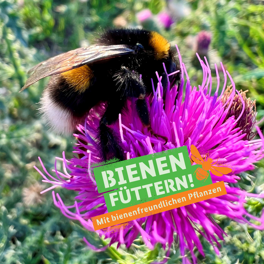 Anlage 3.4_Motiv1_Bienen_Füttern_BMEL_Sharepics Partnerkommunikation.jpg