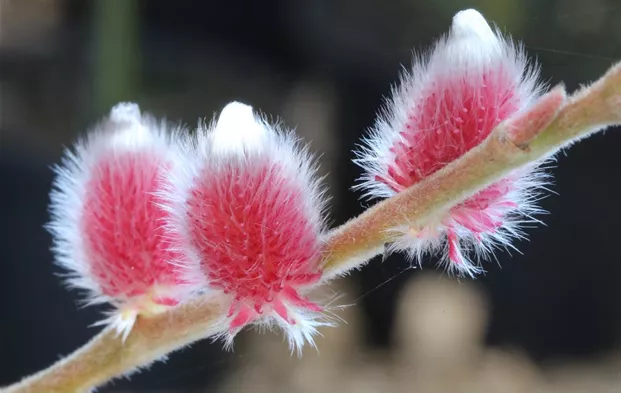 salix gracilistyla 'rote pfote' (s) 1s1b3652.jpg