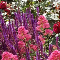 Rosen Begleitstauden Salvia 2.JPG