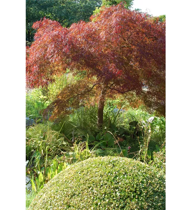 Buxus Kugel Ahorn rot.JPG