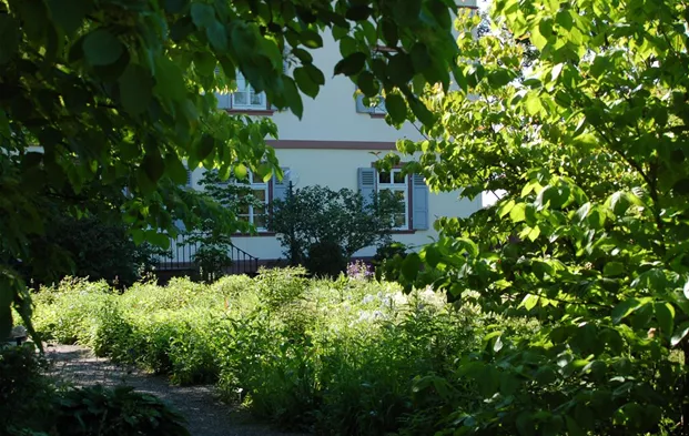 Blick durch Hecke Hintergrund Haus.JPG