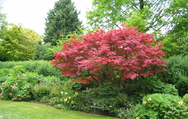 Acer palmatum Atropurpureum (Fächerahorn) im Beet.jpg