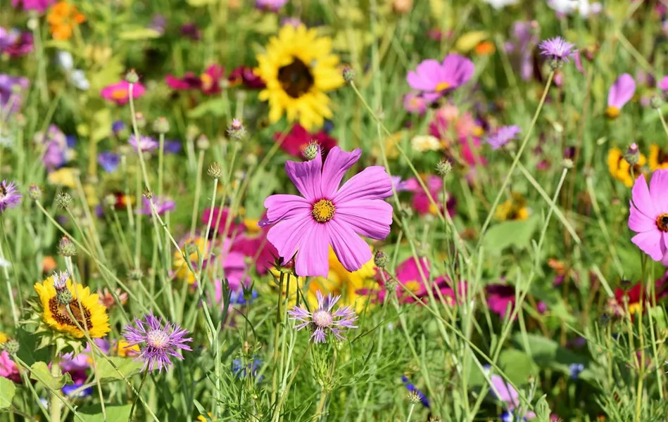 Wissen-Snack Blumenwiese