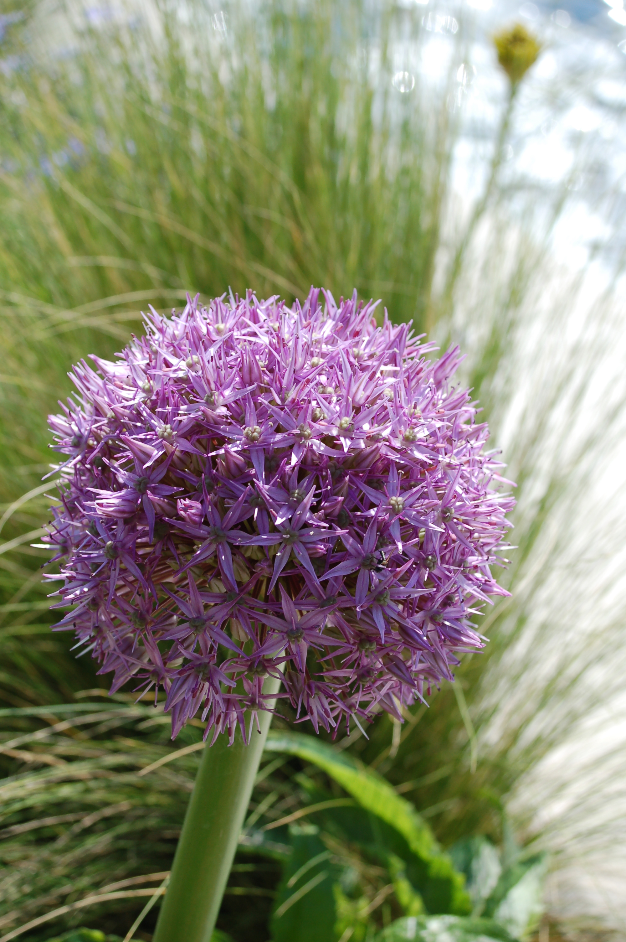 Allium Hybride (Zierlauch).JPG