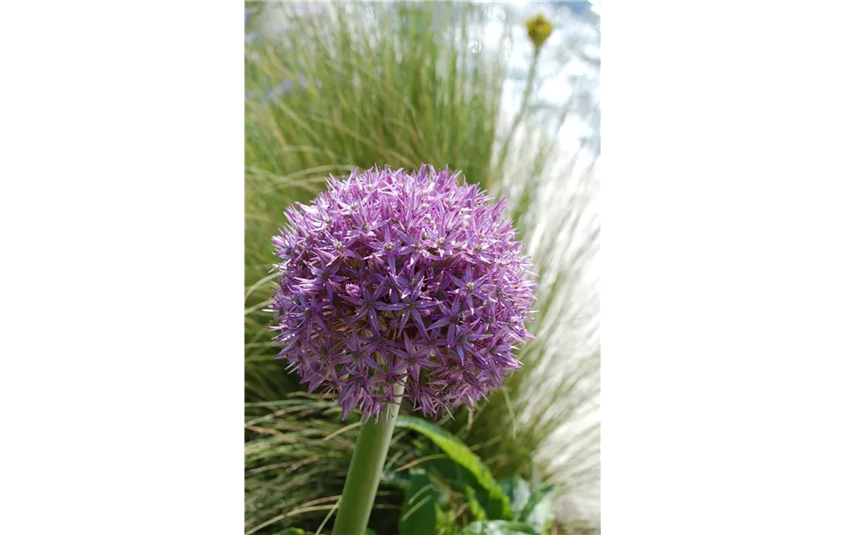 Allium Hybride (Zierlauch).JPG