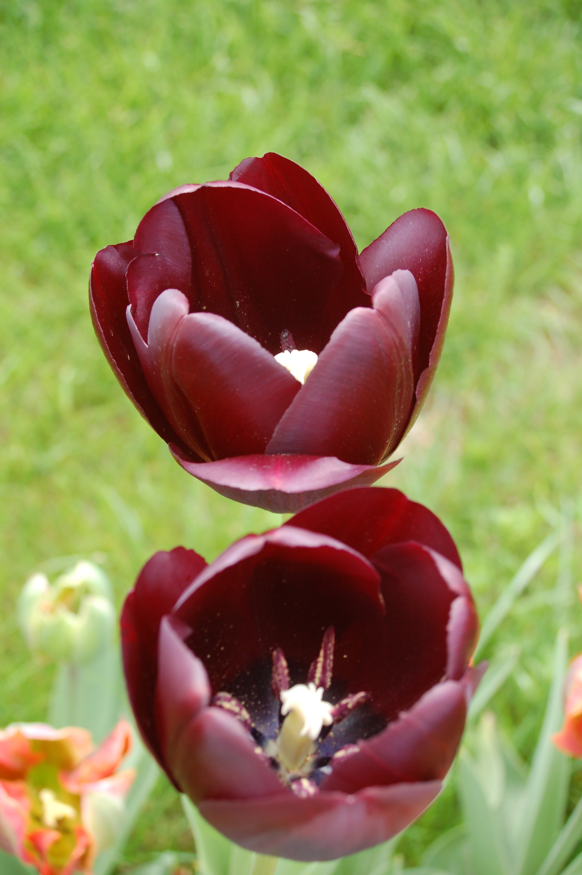 Tulipa (Tulpe) dunkelviolett.JPG
