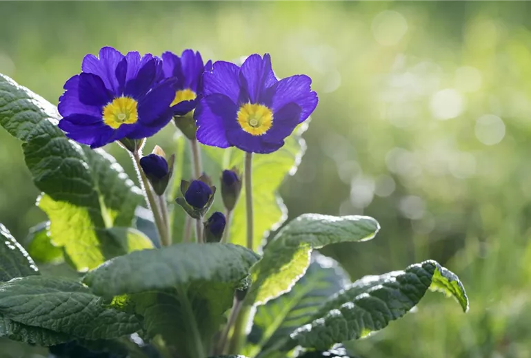 Primula vulgaris, blau