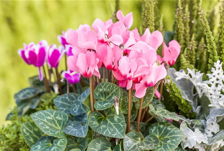 Cyclamen persicum 'Out-Land'